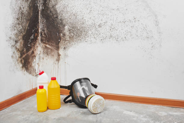 Best Attic Mold Remediation in Costa Mesa, CA
