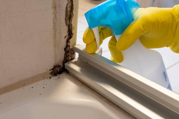 Best Health and Safety Mold Remediation in Costa Mesa, CA