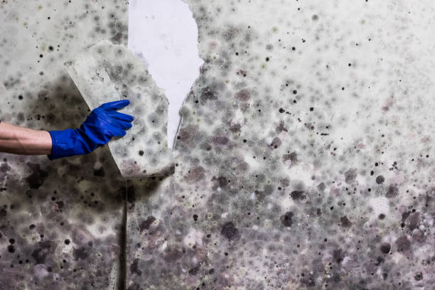 Best Mold Testing and Inspection Services in Costa Mesa, CA